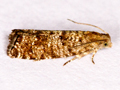 Epinotia nanana